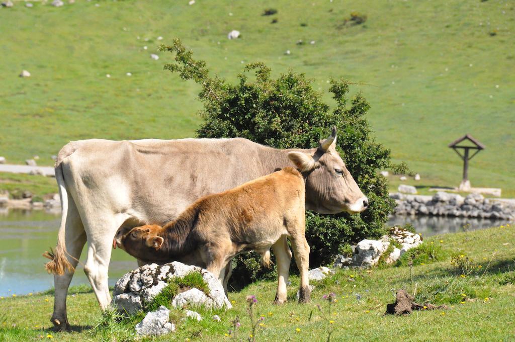 Casa Rural La Riba Sames Luaran gambar